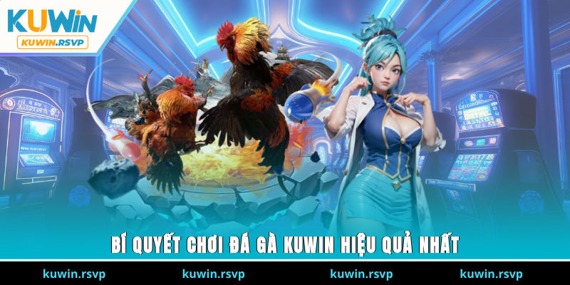 Bí quyết chơi đá gà Kuwin hiệu quả nhất