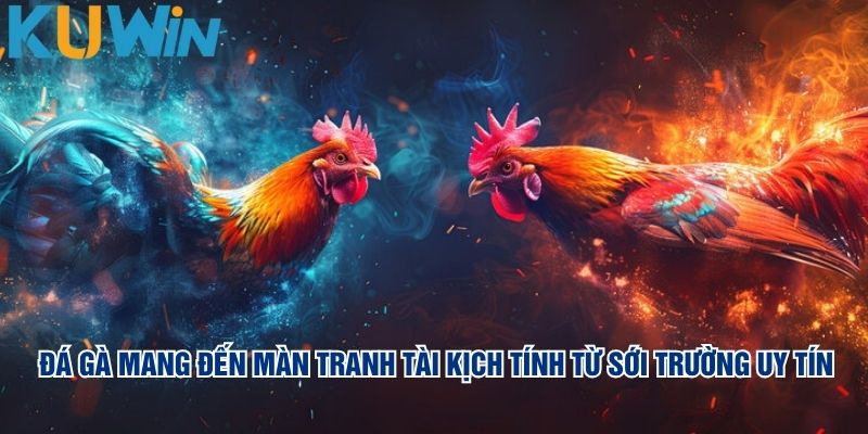 Đá gà mang đến màn tranh tài kịch tính từ sới trường uy tín