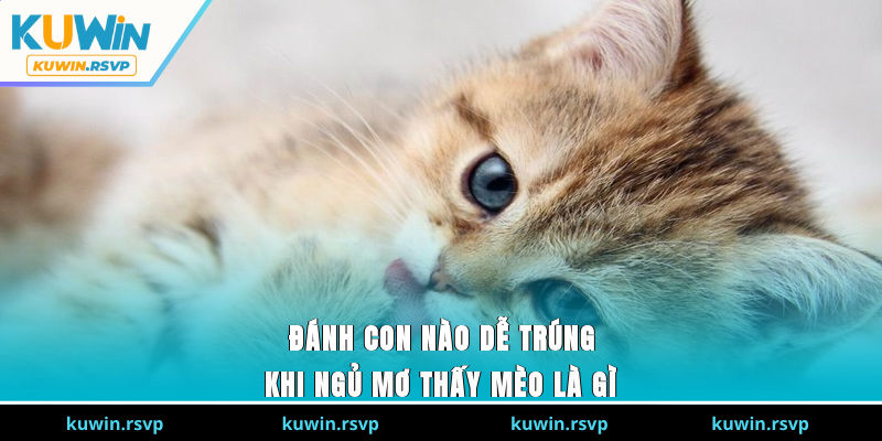 Đánh con nào dễ trúng khi ngủ mơ thấy mèo là gì