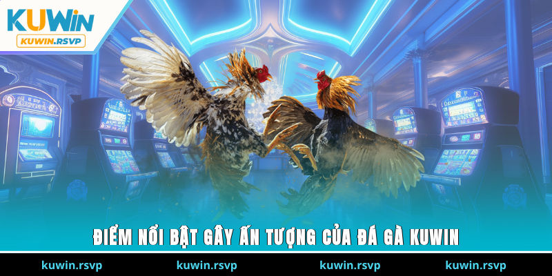  Điểm nổi bật gây ấn tượng của đá gà Kuwin