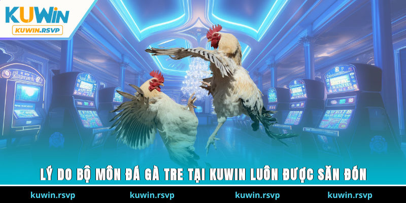 Lý do bộ môn đá gà tre tại Kuwin luôn được săn đón
