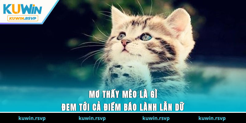 Mơ thấy mèo là gì đem tới cả điềm báo lành lẫn dữ