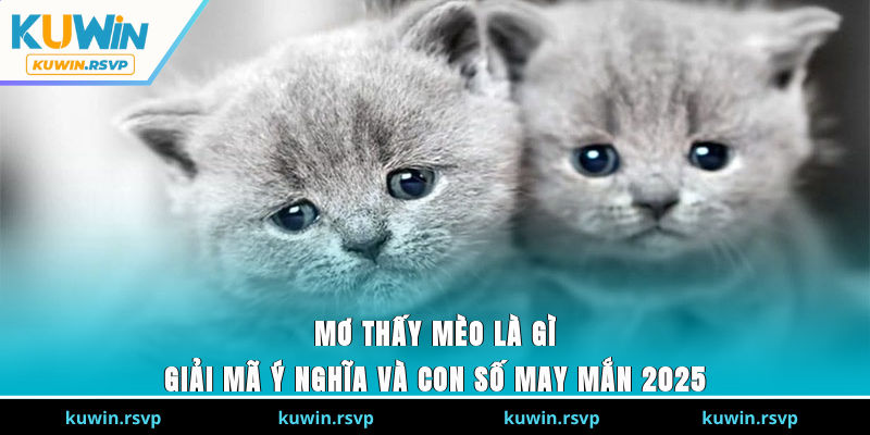 Mơ Thấy Mèo Là Gì