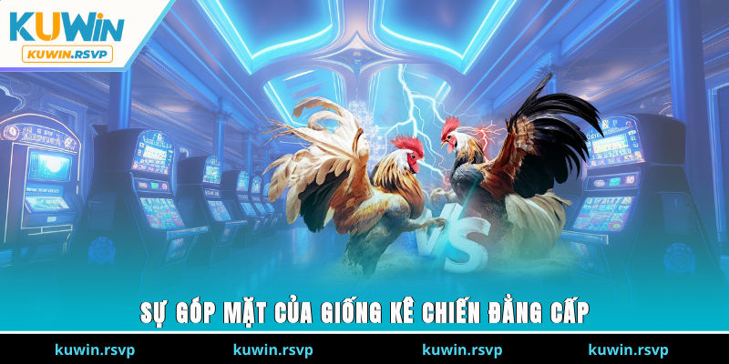 Sự góp mặt của giống kê chiến đẳng cấp